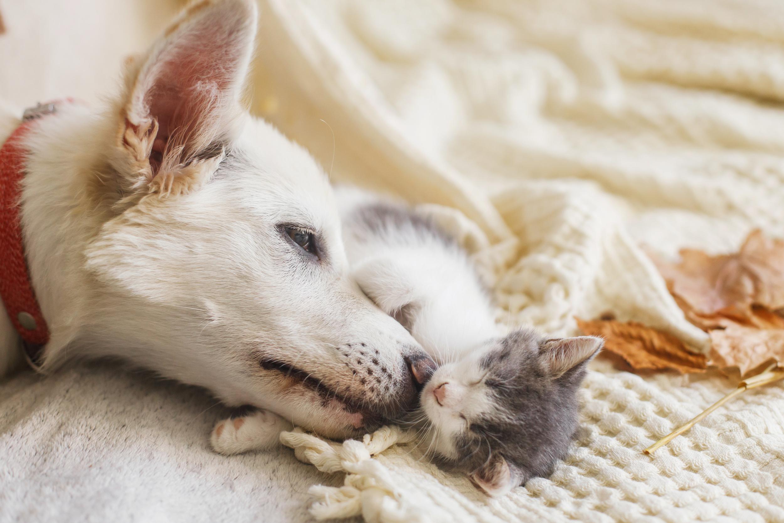 Dog and Kitten Snuggled Next to Leaves