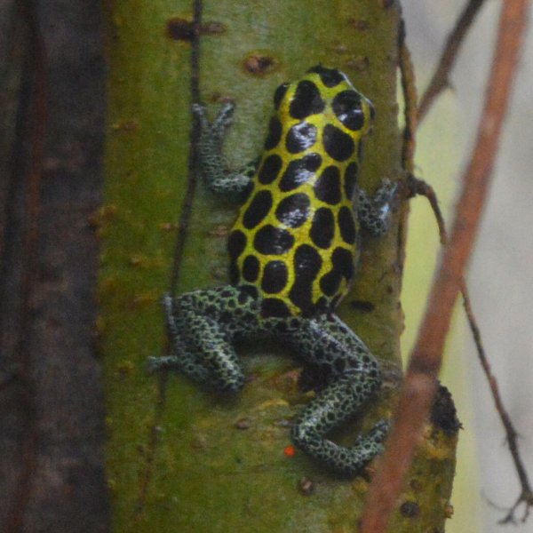 Dart Frog