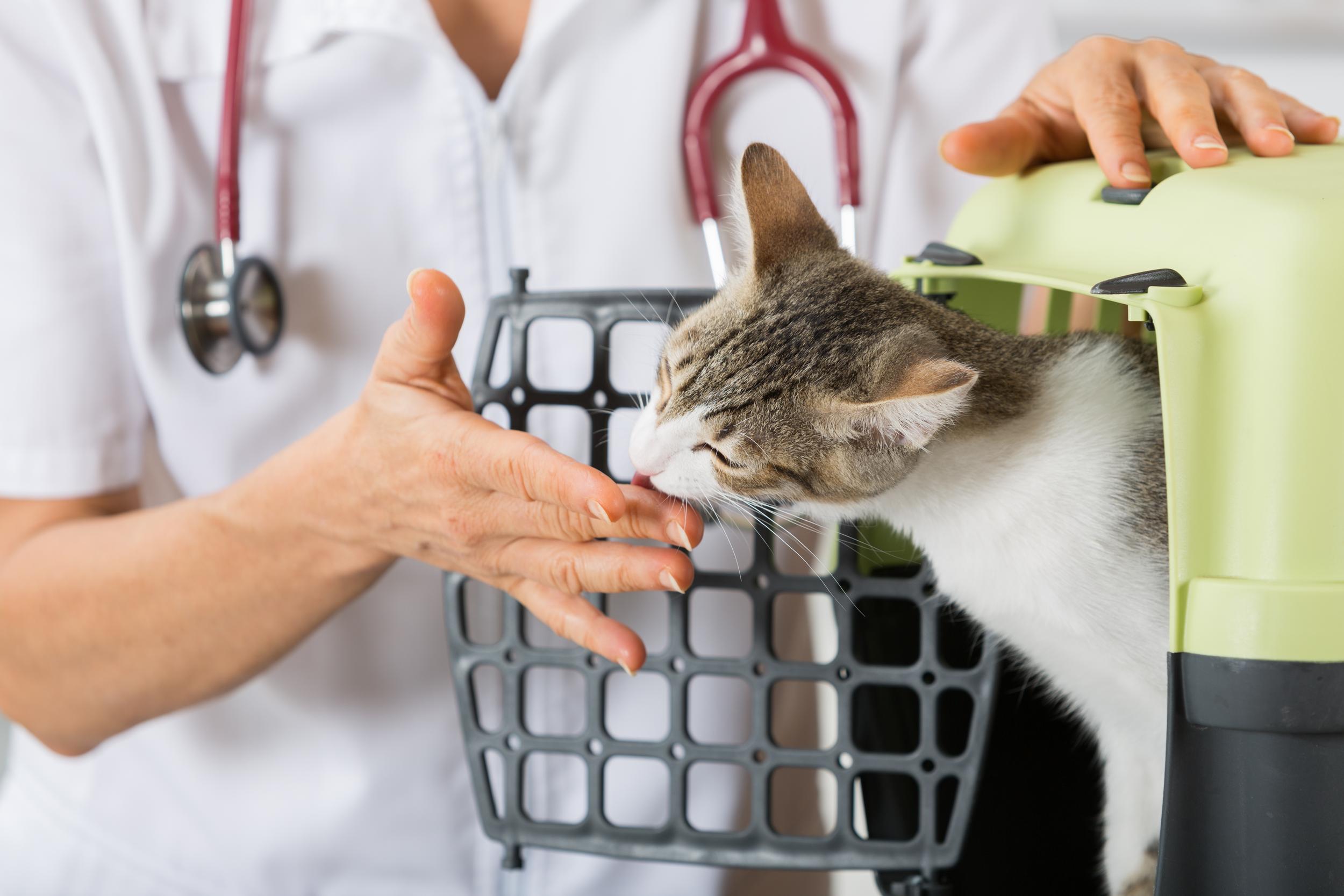 Veterinarian Getting Cat out of Carrier