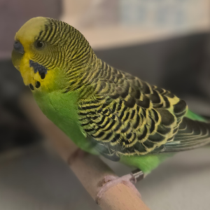 Johnston Parakeet