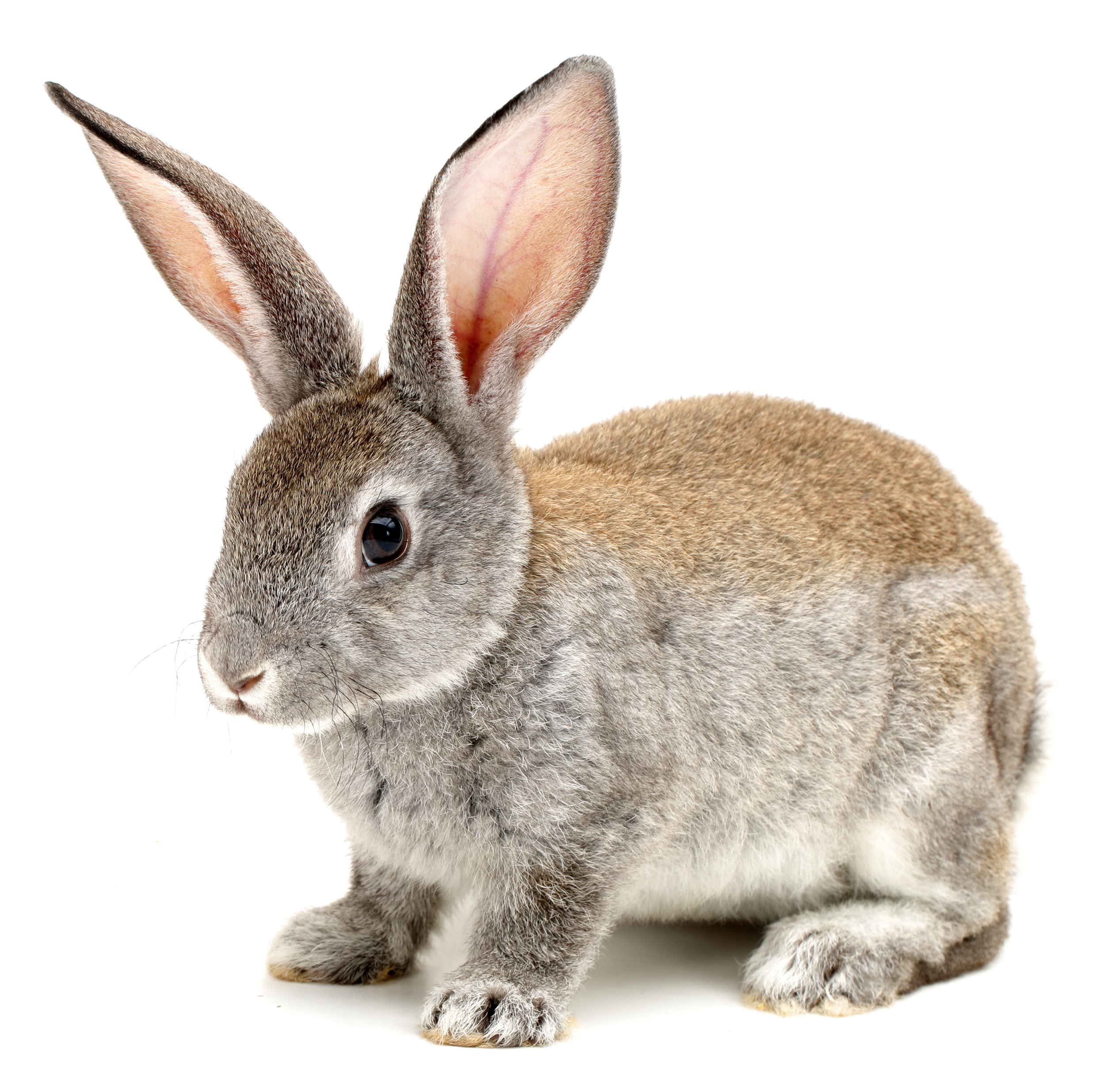 Rabbit on White Background