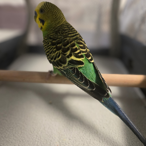 Johnson Parakeet